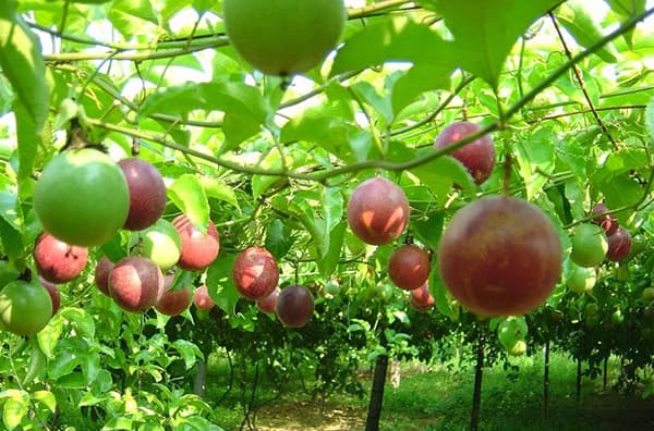 passion fruit export